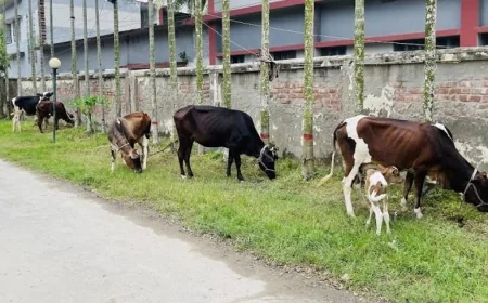 থানায় লালন-পালন হওয়া চোরাই ৫ গরু ও বাছুর উঠবে নিলামে