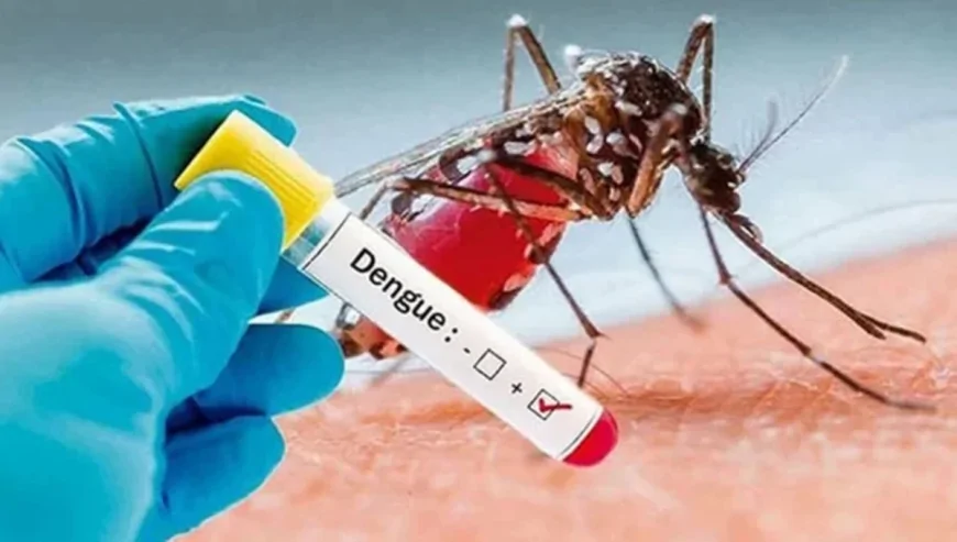 ডেঙ্গুতে আরও ২ জনের মৃত্যু, আক্রান্ত ৬৭২
