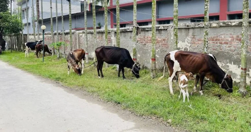 থানায় লালন-পালন হওয়া চোরাই ৫ গরু ও বাছুর উঠবে নিলামে