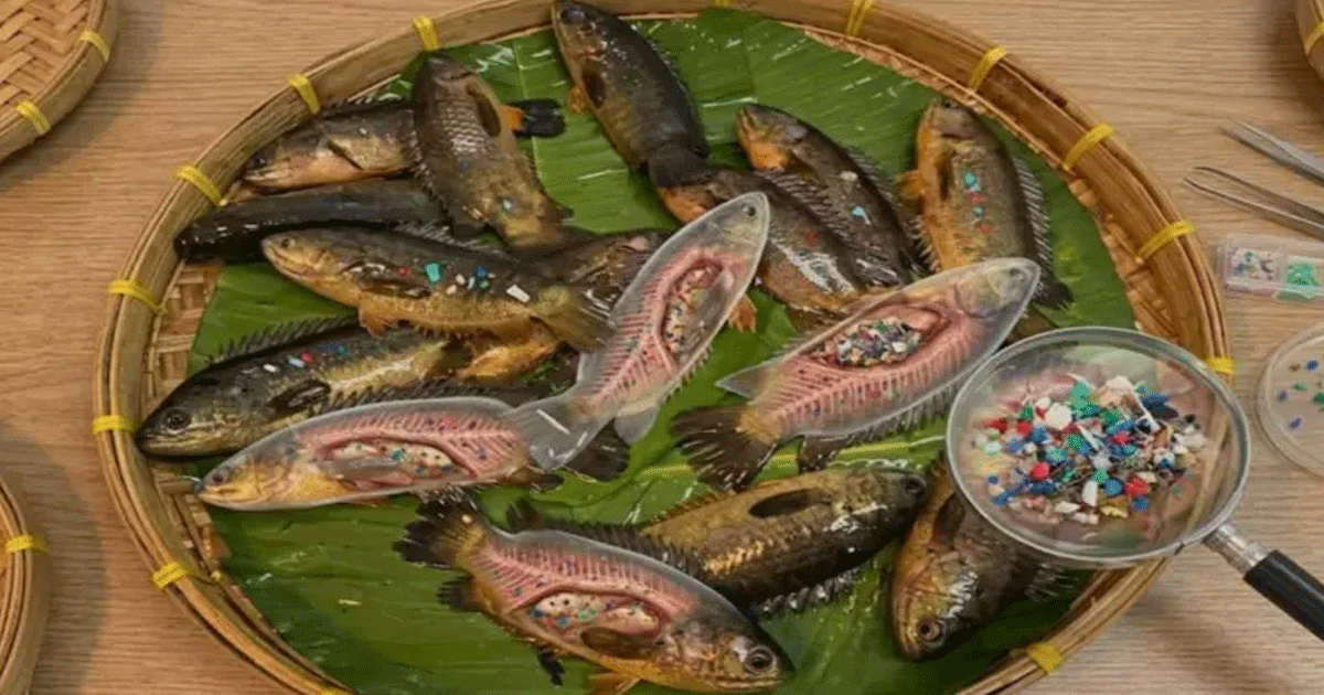 এবার পাঁচ দেশি মাছে মিলল মাইক্রোপ্লাস্টিক