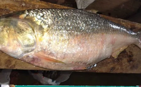 তিয়ায় ধরা পড়ল ‘রাজা ইলিশ’, দাম ১০ হাজার ৯০০ টাকা