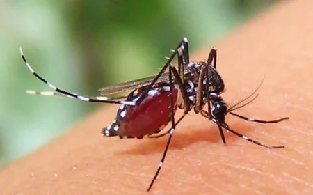সীতাকুণ্ডে ডেঙ্গুর ভয়াবহ প্রকোপ, ১৫ দিনে ৭ মৃত্যু; ‘হটস্পট’ ঘোষণা