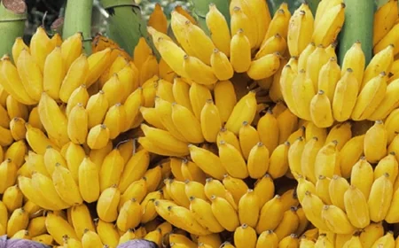 প্রতিদিন একটি কলা খেলে কী হয়? জানুন উপকারিতা