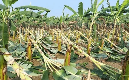 রাতের আঁধারে আড়াই হাজার কলার থোড় কেটে ফেলার অভিযোগ