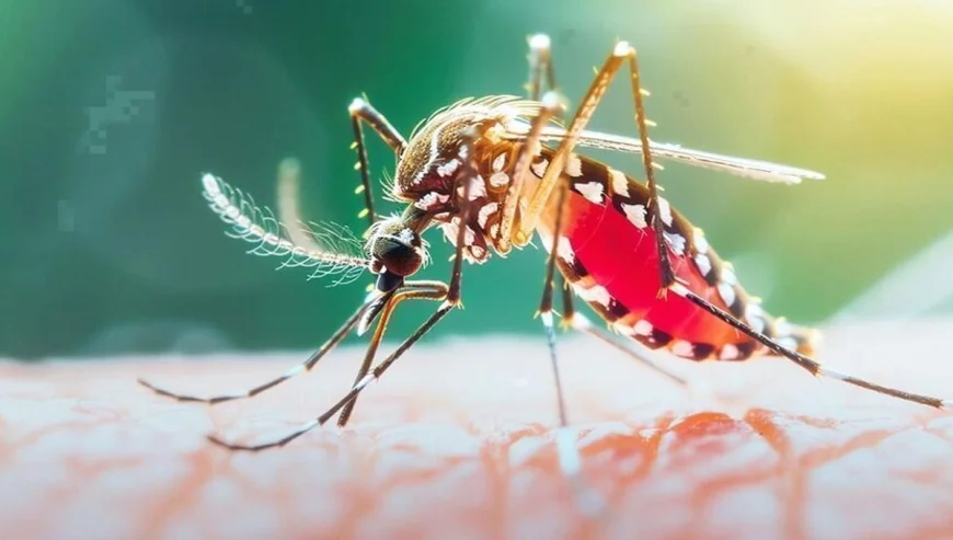 ডেঙ্গুতে গত ২৪ ঘণ্টায় ৭ জনের মৃত্যু
