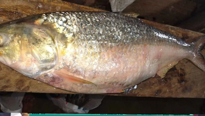 তিয়ায় ধরা পড়ল ‘রাজা ইলিশ’, দাম ১০ হাজার ৯০০ টাকা