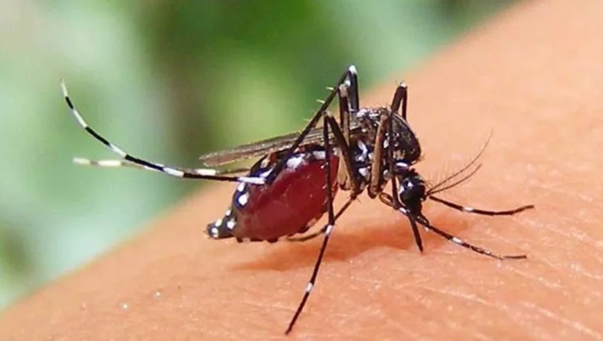 সীতাকুণ্ডে ডেঙ্গুর ভয়াবহ প্রকোপ, ১৫ দিনে ৭ মৃত্যু; ‘হটস্পট’ ঘোষণা