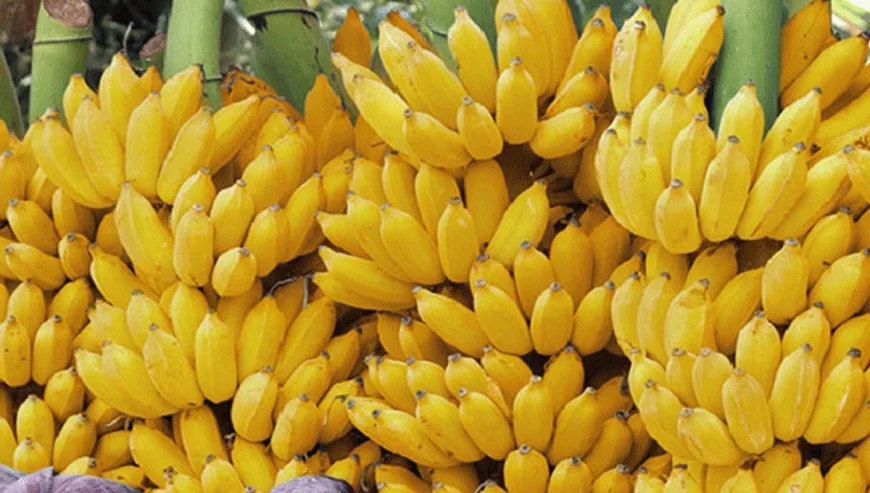 প্রতিদিন একটি কলা খেলে কী হয়? জানুন উপকারিতা