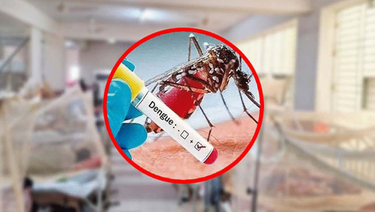 ডেঙ্গুতে আরও ৮ জনের মৃত্যু, হাসপাতালে ভর্তি ১ হাজার ৭৮২