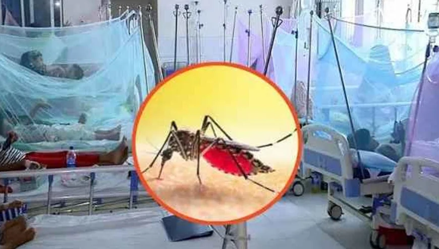 ডেঙ্গুতে প্রাণ গেল আরও ৩ জনের, মৃত্যু ৫০ ছাড়াল