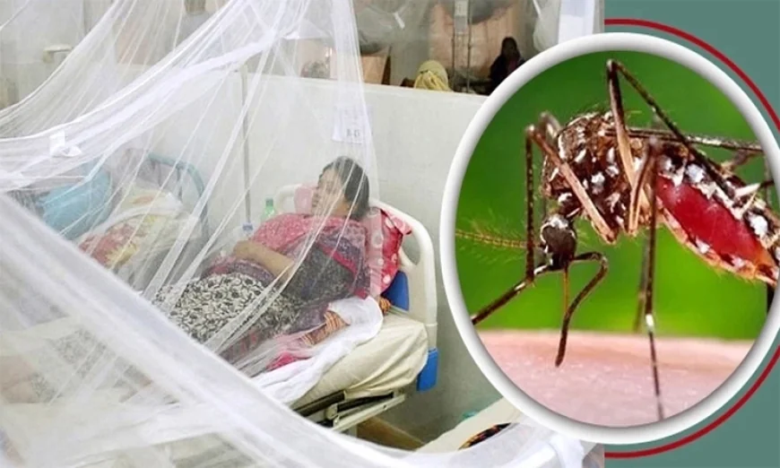 ডেঙ্গুতে আরও ৮ জনের মৃত্যু, হাসপাতালে ভর্তি ১৮৬০