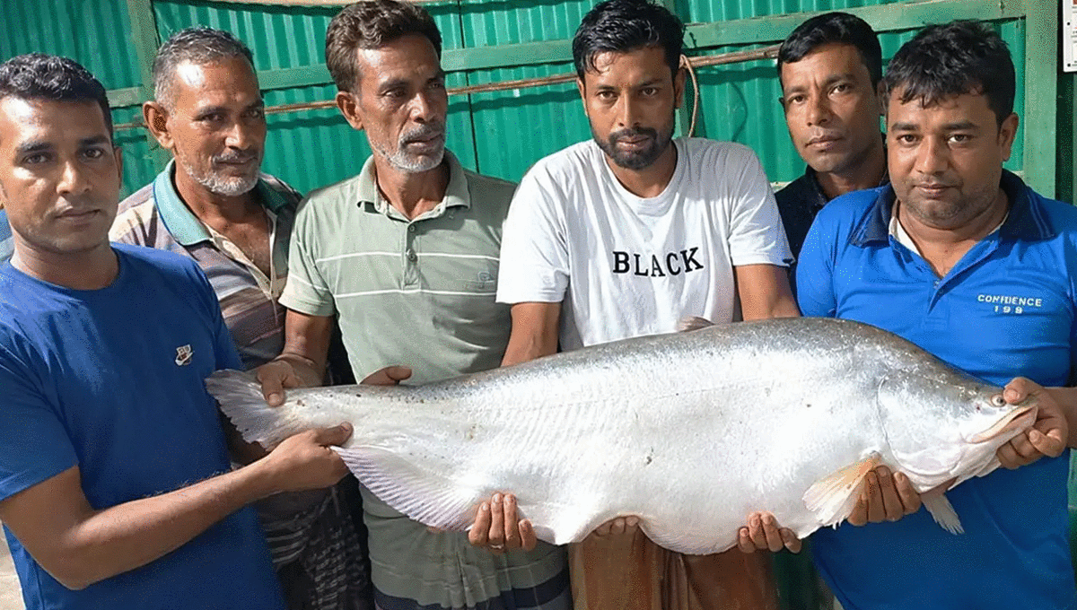 নাটোরে বড়শিতে ১৩ কেজির বিশাল চিতল, বিক্রি ১৩ হাজার ৭০০ টাকায়